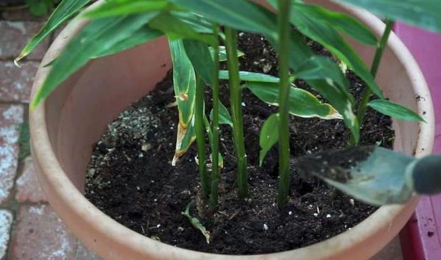 怎样让姜快速发芽做盆栽,盆栽植物姜
