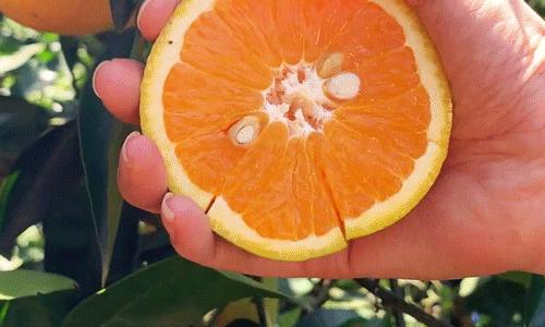 增强碱性体质的蔬菜水果有哪些,夏天再没钱也必吃的五种碱性水果