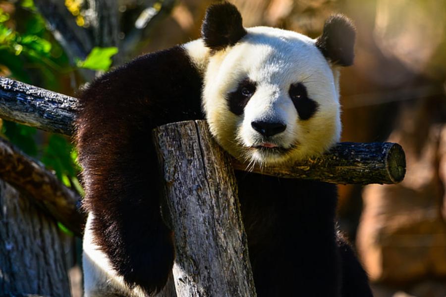 租借到国外的大熊猫过得怎么样,租借国外大熊猫如何选择熊猫