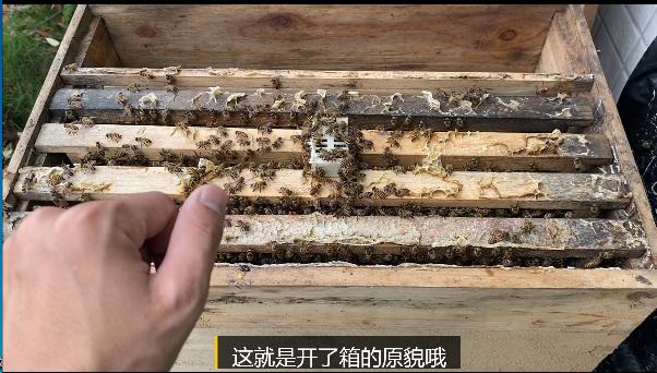 正常蜂群起王台的方法,蜂群老蜂多怎么办