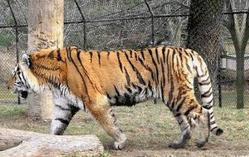 东北虎下山进村伤人老虎被鹅咬,东北虎下山进村伤人最后怎么样了