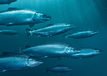 挪威的三文鱼价格,三文鱼在挪威是不是很便宜