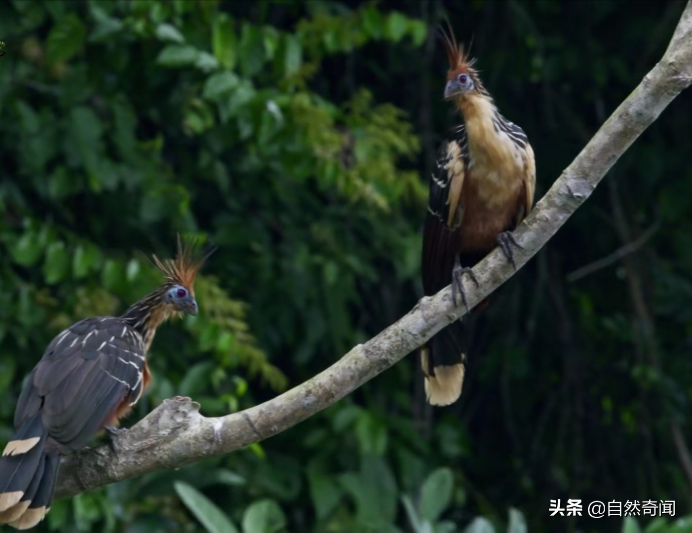 亚马逊十大凶猛植物,巴西亚马逊热带雨林动植物