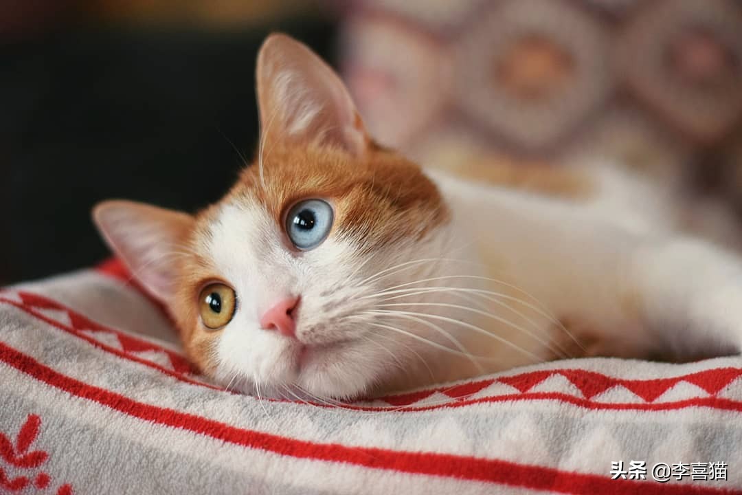 鸳鸯眼的猫咪有多稀有,猫咪为什么单凤眼那么厉害