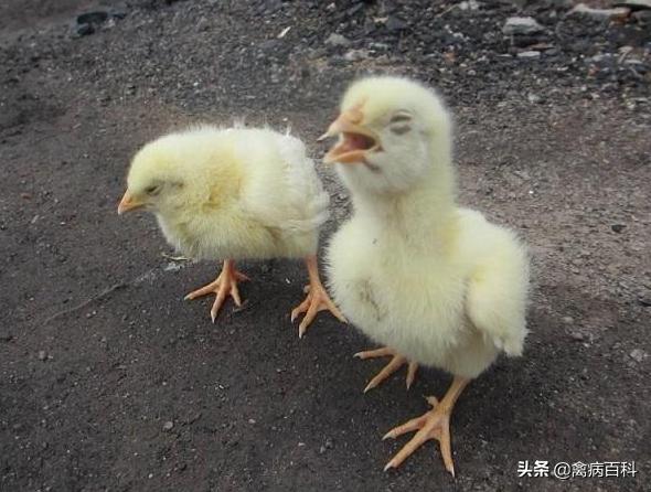 鸡群呼吸道综合症治疗方案大全，收藏自己当兽医，再也不怕养鸡了