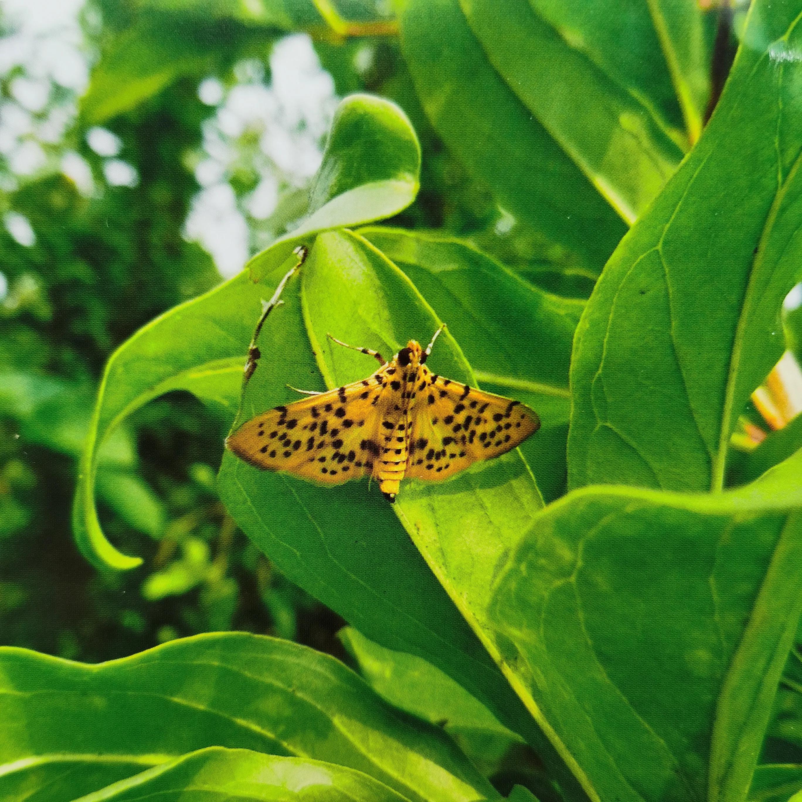 食心虫如何防治呢？有两种方法一种是化学防控，一种是物理防控