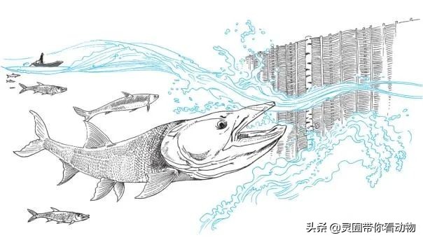 金日成爱吃的它,居然已经在国内绝迹?