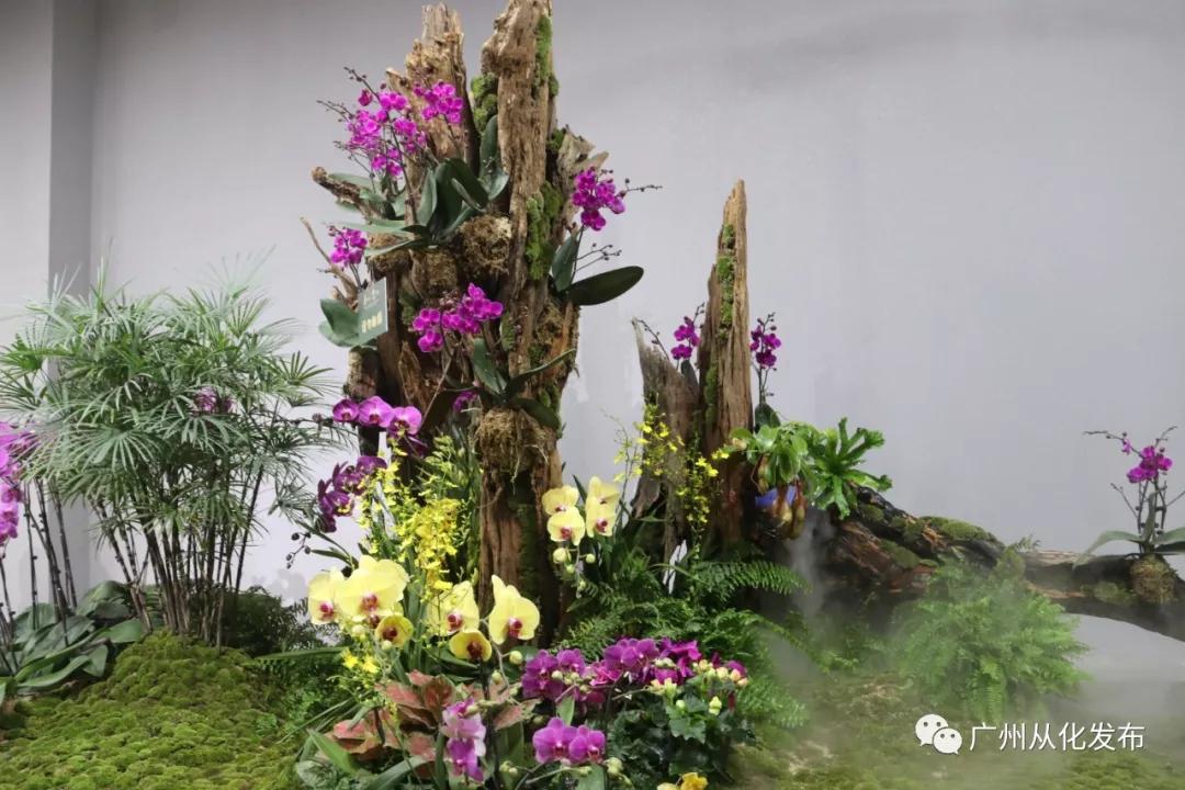 广州从化打造现代花卉产业,从化花卉产业基地