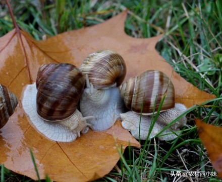 蜗牛怎么养殖挣钱吗,蜗牛怎么培养