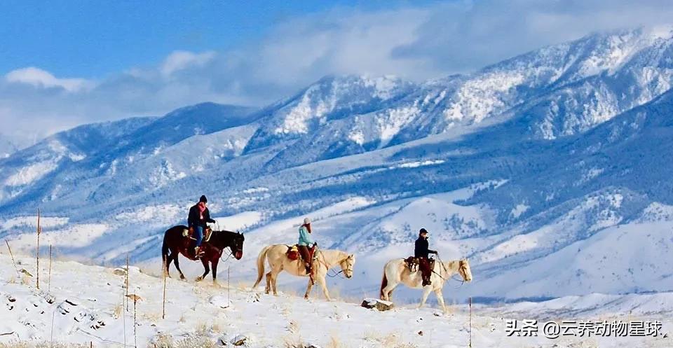 必备的马术知识,马术能不能速成