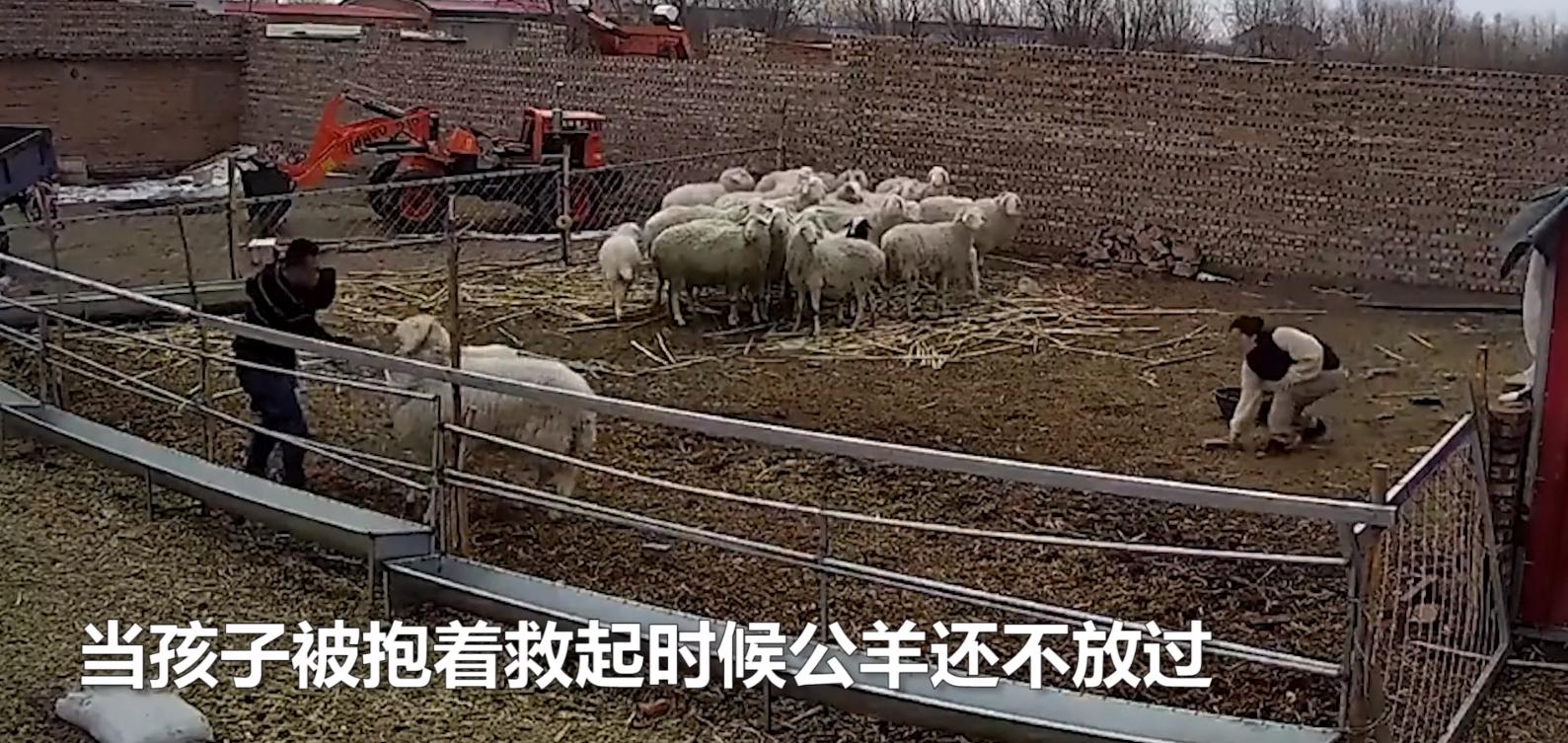 幼童误入羊圈，遭发疯大角公羊5次猛撞掀翻！幼童满头是血令人揪心