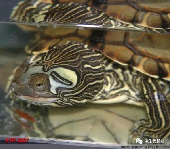 正宗的地图龟,史上最差的地图龟