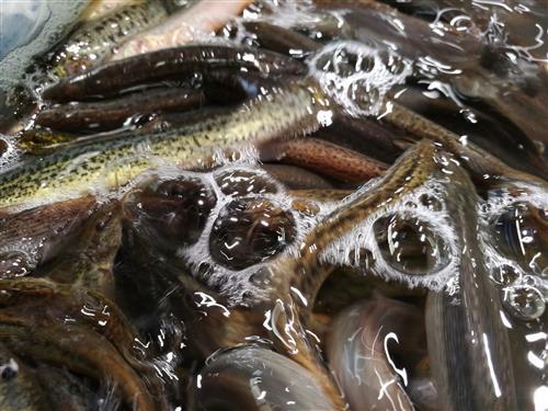 泥鳅养殖技术及前景,泥鳅的养殖方法及市场前景分析