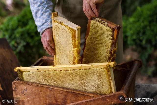 取蜜要怎样避免给蜂群带来麻烦,也不给自己带来麻烦?