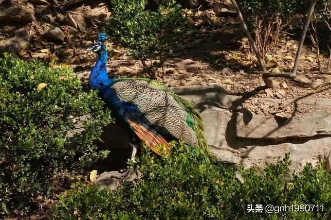 济南南部山区红叶谷几月去好,济南红叶谷旅游攻略视频