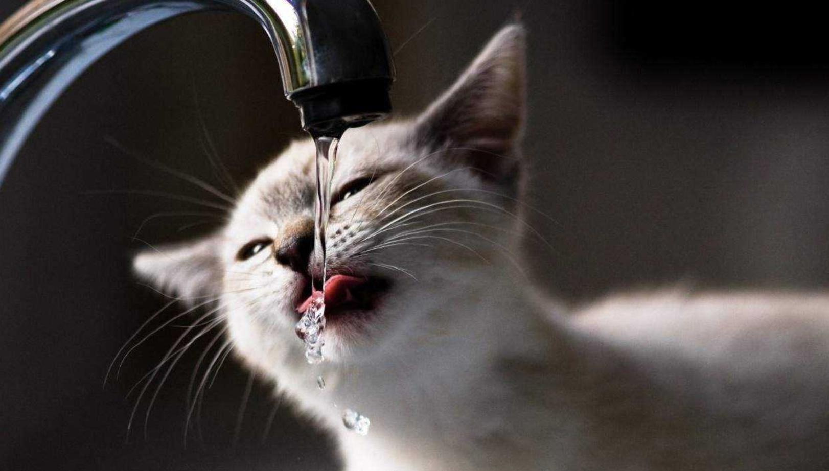 猫咪中暑处理后什么程度算恢复了,夏天猫咪中暑