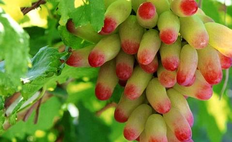 最值得带的新疆干果,南疆和北疆的干果