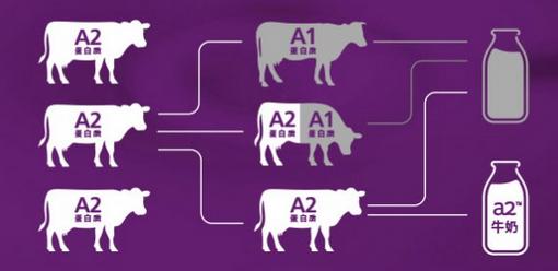 a2牛奶粉进口,a2奶粉品牌排行