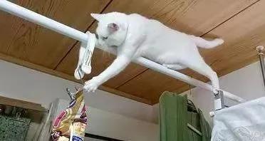 哈士奇剃发前后,哈士奇剃了两道杠