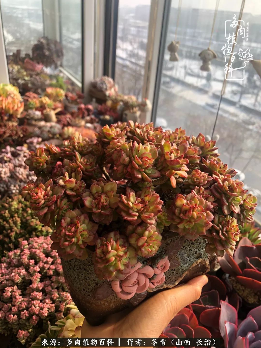 新手养多肉知道这4点打好基础,阳台上养多肉的正确方法