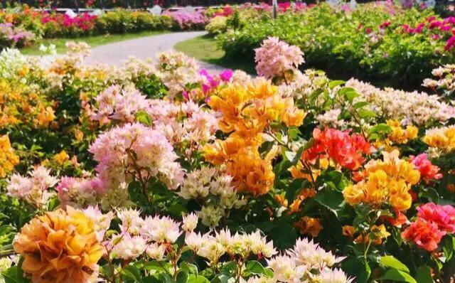 深圳花海公园推荐景点有哪些,深圳花海公园地址在哪里