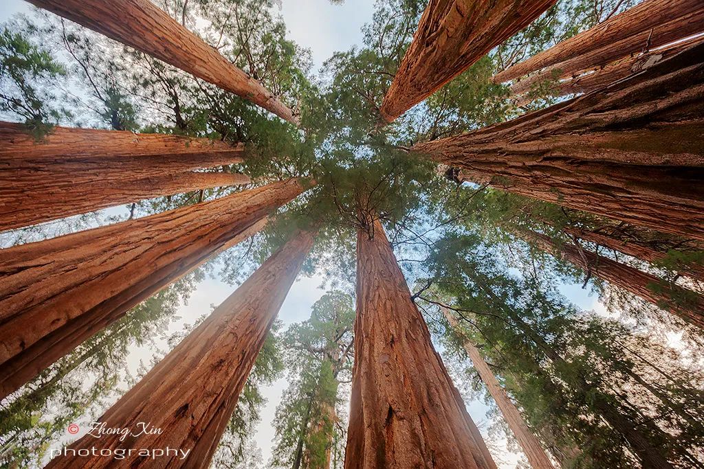 人类用8年就灭亡的动物,人类用八年就灭杀的动物