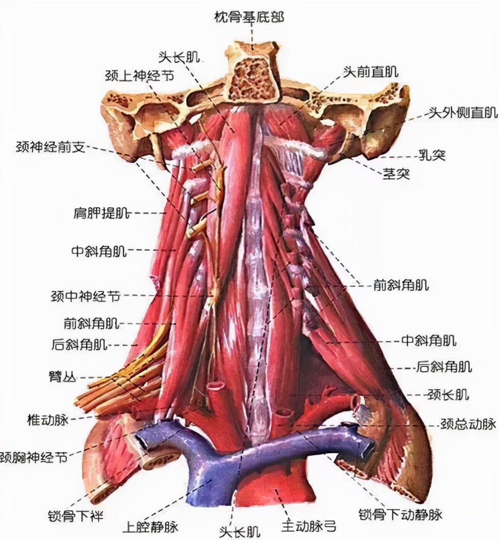 颈椎病脖子咔咔响怎么治,转动颈椎咔咔响真的是颈椎病吗