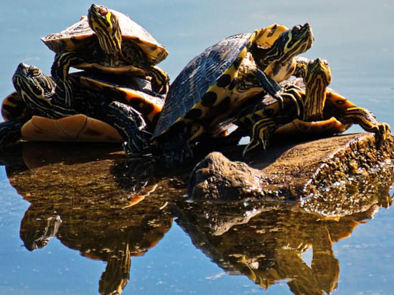 乌龟蛋孵出小乌龟后怎么处理,乌龟怎么孵化成小乌龟的