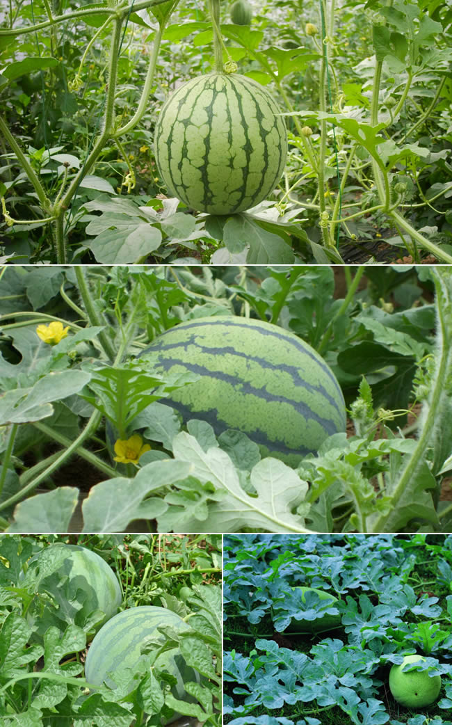 西瓜熟了皮光滑还是涩,西瓜熟了以后可以放多少天