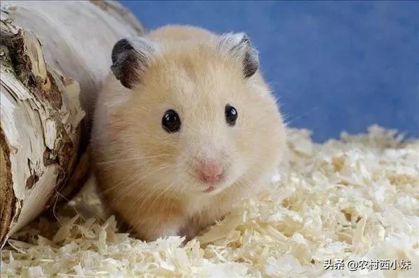 仓鼠越狱找回后该怎么避免又逃跑,仓鼠越狱后如何自己回来