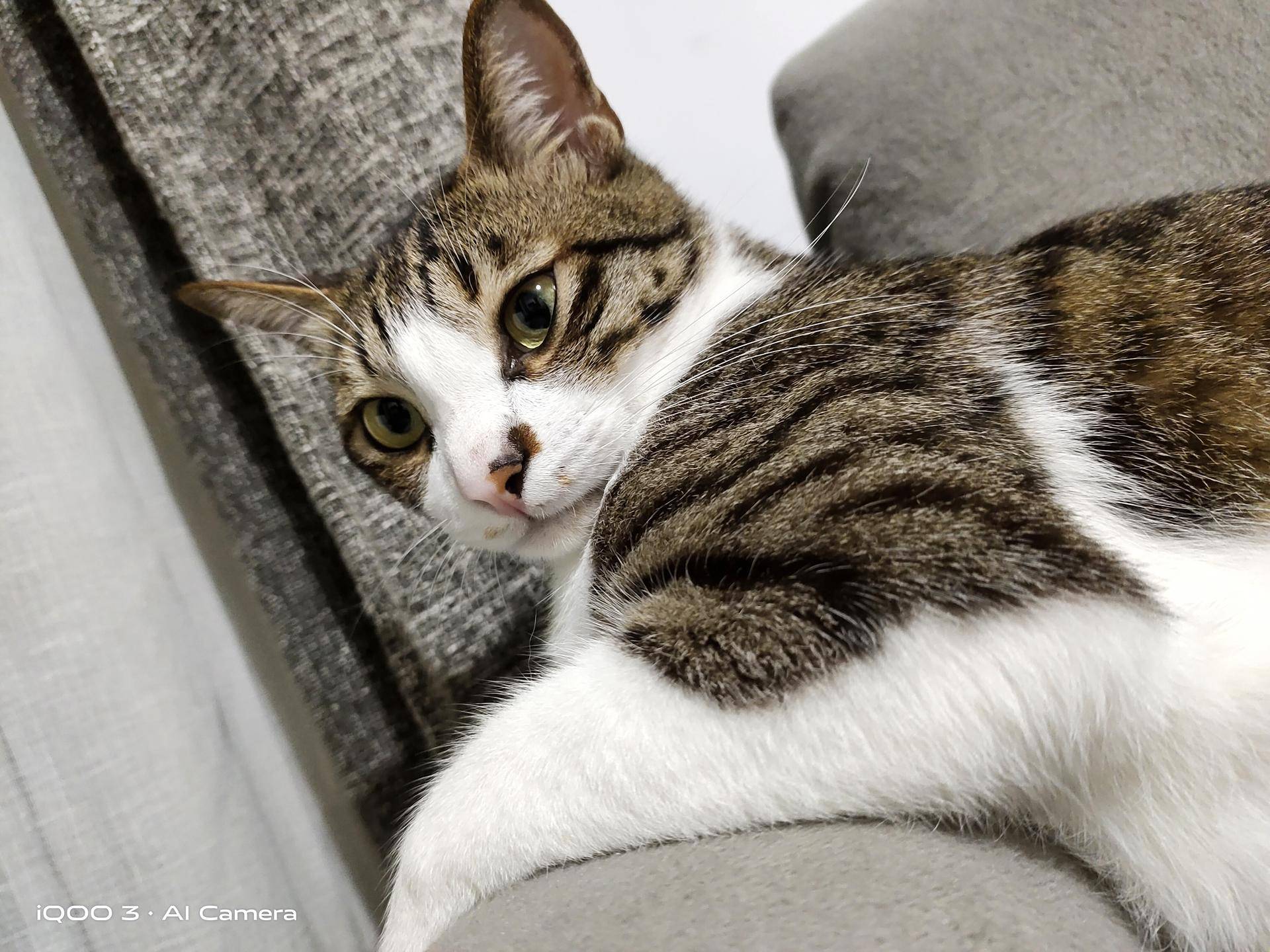 iqoo3手机有什么好性能,iqoo3手机游戏性能详细评测