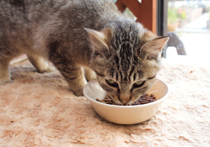 传统喂猫,喂猫技巧视频教程