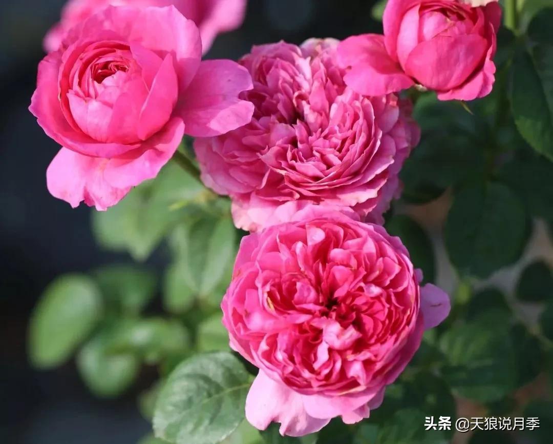 唤作「蔻丹」的月季,应该有怎样的风情?