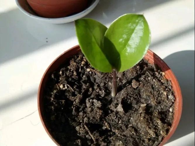 扦插花的养殖方法和技巧,养花扦插有妙招多肉