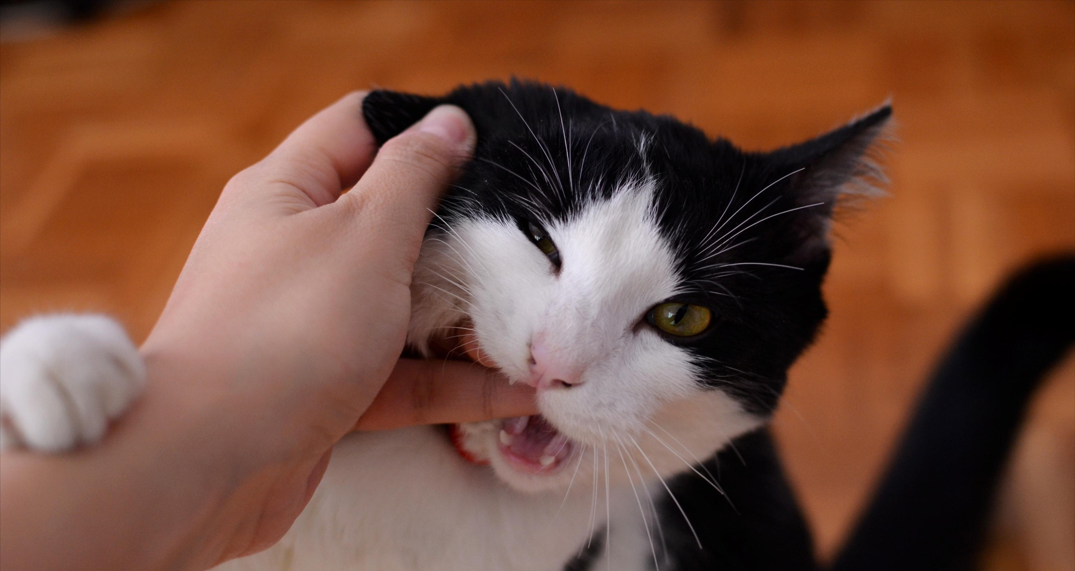 猫咪总是“轻咬”主人的手,含义有这6点