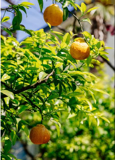 丑橘应该如何种？科学的管理让丑橘味美汁多吃不腻，快来学习