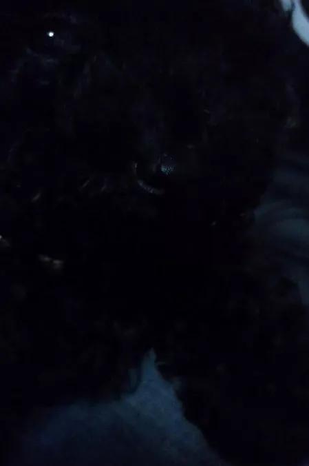 养狗真实感受图片,养狗真实的感受