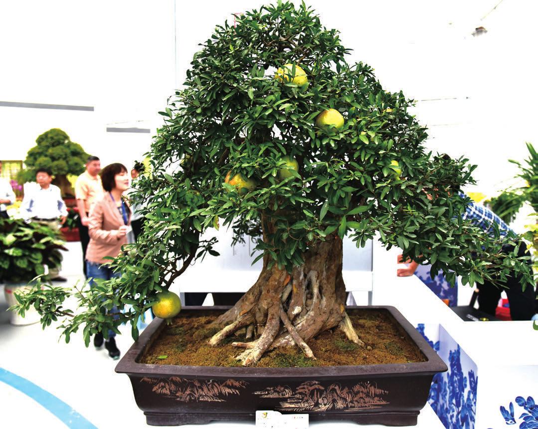 盆景产业现状,中国最大盆景产业基地