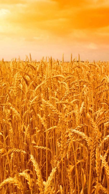 风吹麦浪诗词七绝,风吹麦浪诗词原创