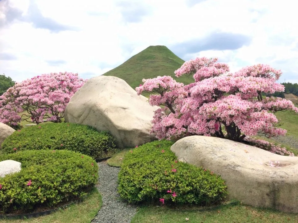 杜鹃花如何养会更好,土壤栽培的杜鹃花怎么才能养好呢