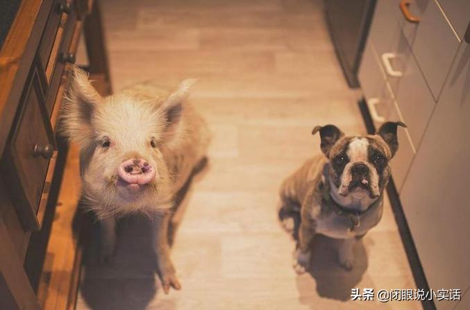 入戏太深！猪把自己当成狗，和狗一起玩耍