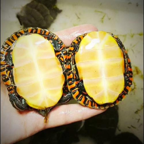 东部锦龟,东部锦龟纯腹