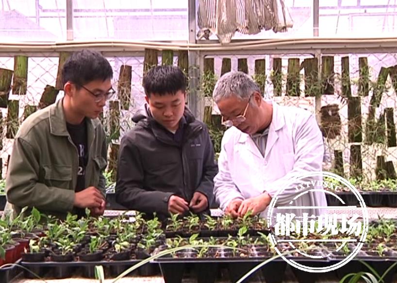 江西有野生兰花吗,江西野生兰花品种