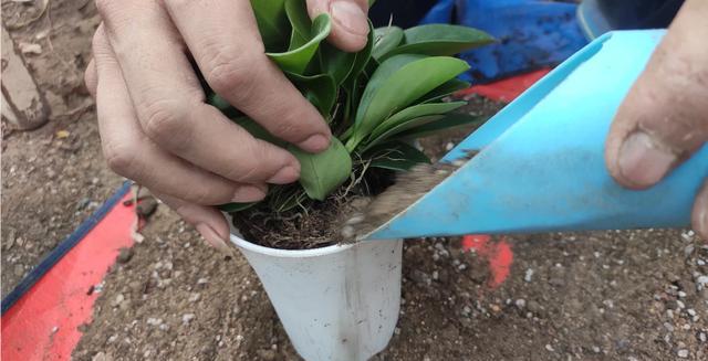 养花盆土用什么好,养花盆土预防板结