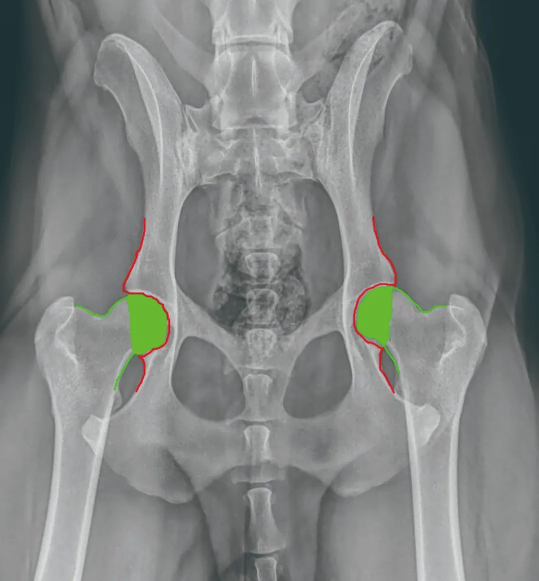 狗狗髋关节发育不良会引起抽搐吗,狗狗腿脚发软突然不会走路
