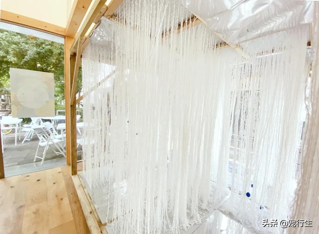 这家宠物快闪集市，怎么拍都好看，学会用宠物视角看世界