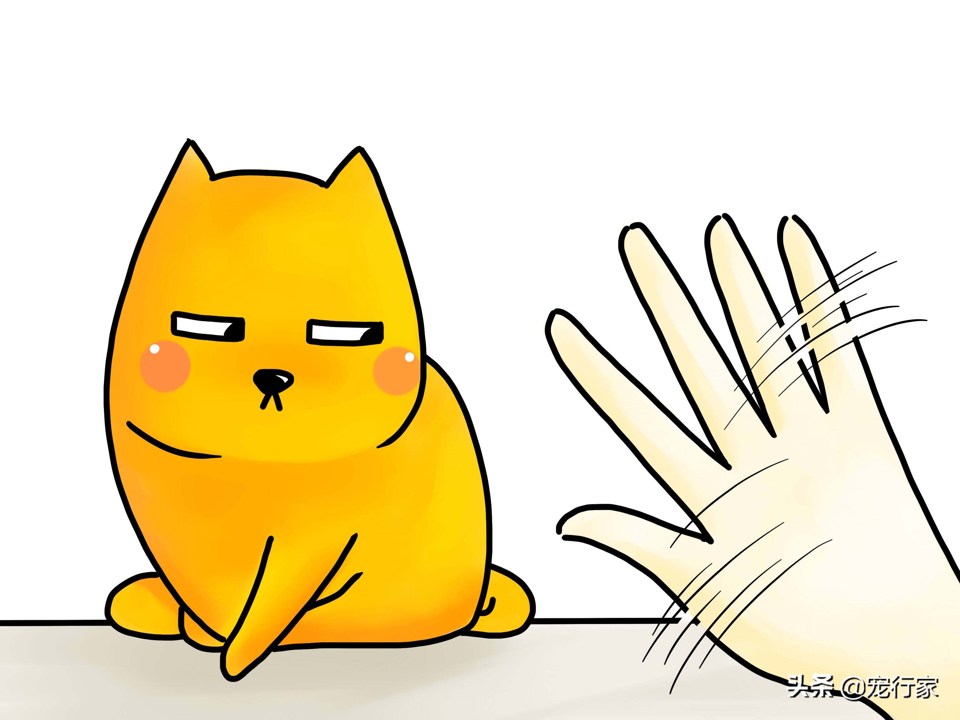 先天性失聪的猫咪能和猫咪交流吗,如何养一只耳聋的猫