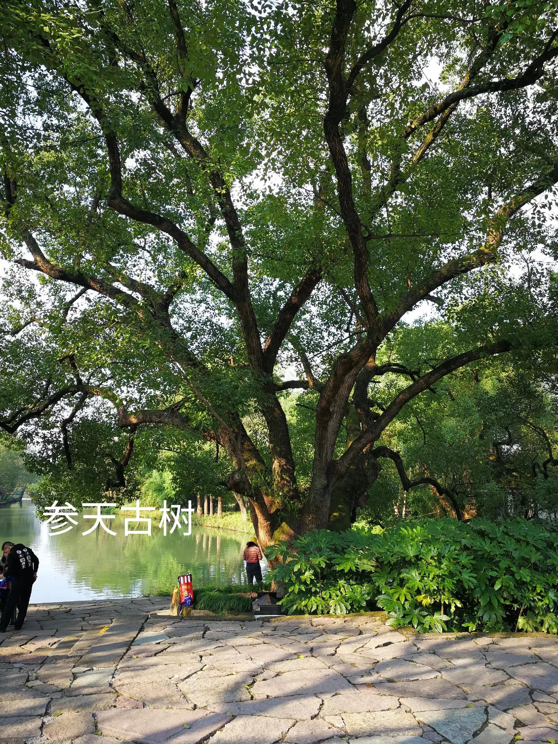 游览杭州西溪湿地,荡漾在四通八达的河道上,沁人心脾,一起看看