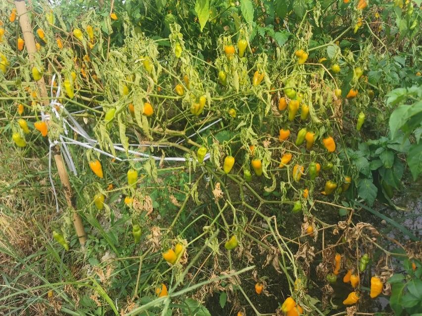 辣椒死秧是什么原因,辣椒光长秧不结椒是什么原因