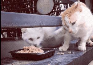 流浪猫被吓跑后会去哪,流浪猫被吓走还会回原来窝吗